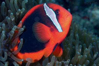 Philippines 2023 - Anilao - DSC06838 Tomato anemonefish (female) Poisson-clown rouge  Amphiprion frenatus